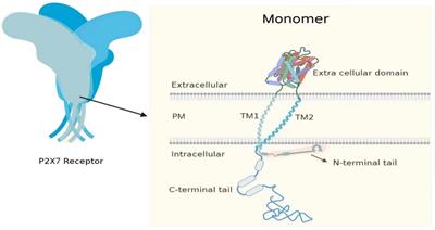 Ion channel P2X7 receptor in the progression of cancer